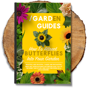 How To Attract Butterflies Into Your Garden